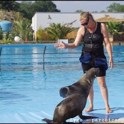 Marineland - Lagoon - Otaries - Seance