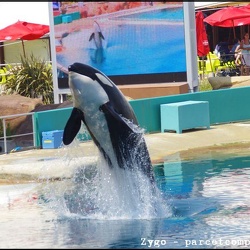 Marineland - Orques - Spectacle Apres Midi