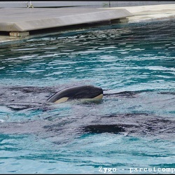 22 - Marineland - 09 Juillet 2011