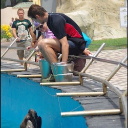 Marineland - Otaries - Nourrissage