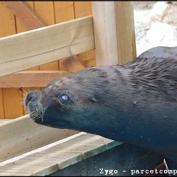 Marineland - Otaries - Portraits