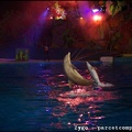 Marineland - Dauphins - Spectacle Nocturne - 1287