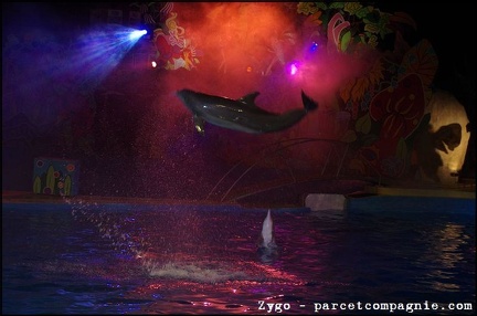 Marineland - Dauphins - Spectacle Nocturne - 1290