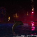 Marineland - Dauphins - Spectacle Nocturne - 1293