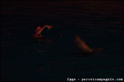 Marineland - Dauphins - Spectacle Nocturne - 1316