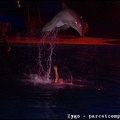 Marineland - Dauphins - Spectacle Nocturne - 1361