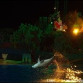 Marineland - Dauphins - Spectacle nocturne - 1529