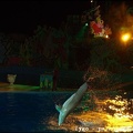 Marineland - Dauphins - Spectacle nocturne - 1530
