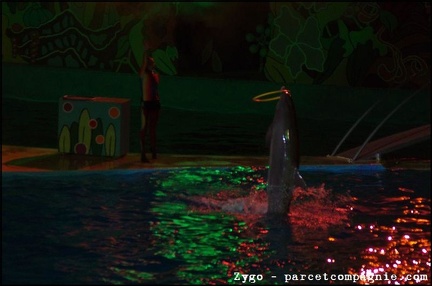 Marineland - Dauphins - Spectacle nocturne - 1536