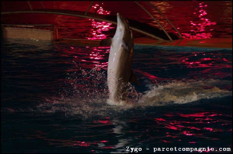 Marineland - Dauphins - Spectacle nocturne - 1549