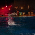 Marineland - Dauphins - Spectacle nocturne - 1550