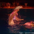 Marineland - Dauphins - Spectacle nocturne - 1597