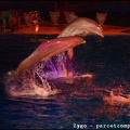 Marineland - Dauphins - Spectacle nocturne - 1598