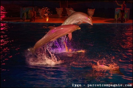 Marineland - Dauphins - Spectacle nocturne - 1598