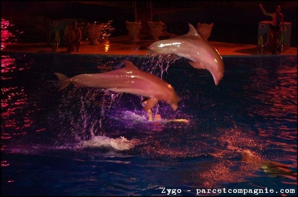 Marineland - Dauphins - Spectacle nocturne - 1599