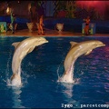 Marineland - Dauphins - Spectacle nocturne - 1661