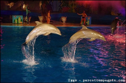 Marineland - Dauphins - Spectacle nocturne - 1662