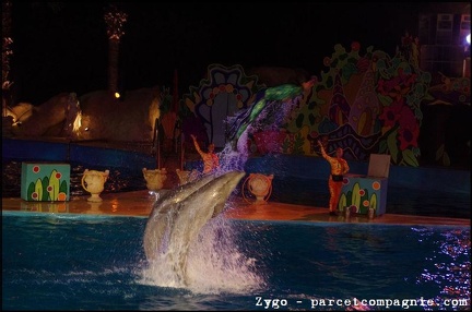 Marineland - Dauphins - Spectacle nocturne - 1671