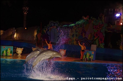 Marineland - Dauphins - Spectacle nocturne - 1672