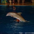 Marineland - Dauphins - Spectacle nocturne - 1678