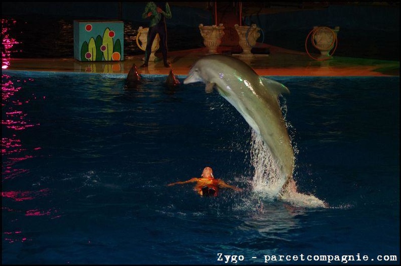 Marineland_-_Dauphins_-_Spectacle_nocturne_-_1679.jpg