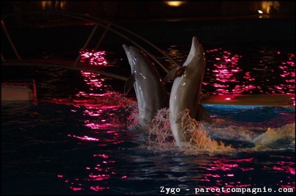 Marineland - Dauphins - Spectacle nocturne - 1682