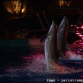 Marineland - Dauphins - Spectacle nocturne - 1683