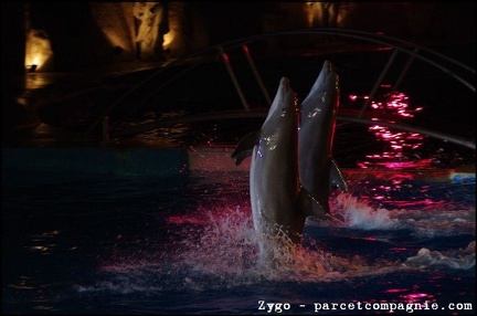 Marineland - Dauphins - Spectacle nocturne - 1683
