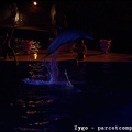 Marineland - Dauphins - Spectacle nocturne - 1689