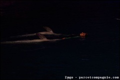Marineland - Dauphins - Spectacle nocturne - 1714