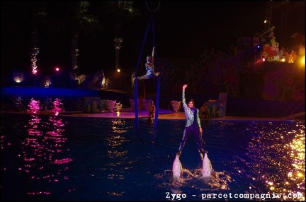 Marineland - Dauphins - Spectacle nocturne - 1732