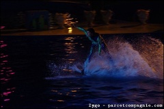 Marineland - Dauphins - Spectacle nocturne - 1735