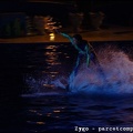 Marineland - Dauphins - Spectacle nocturne - 1735