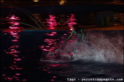 Marineland - Dauphins - Spectacle nocturne - 1737