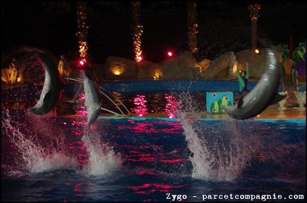 Marineland - Dauphins - Spectacle nocturne - 1738