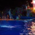Marineland - Dauphins - Spectacle nocturne - 1740