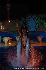 Marineland - Dauphins - Spectacle nocturne - 1741