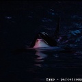Marineland - Orques - Spectacle nocturne - 1777