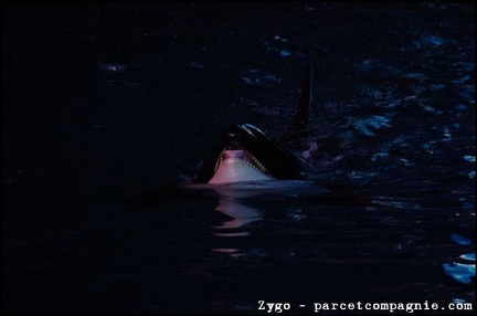 Marineland - Orques - Spectacle nocturne - 1777