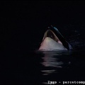 Marineland - Orques - Spectacle nocturne - 1779