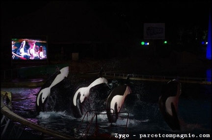 Marineland - Orques - Spectacle nocturne - 1783