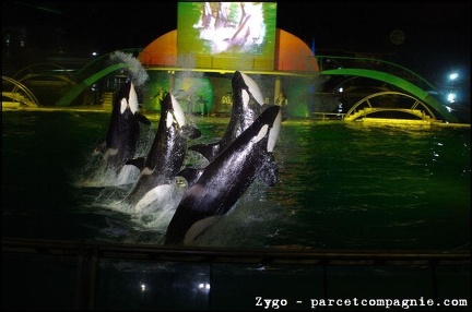 Marineland - Orques - Spectacle nocturne - 1784