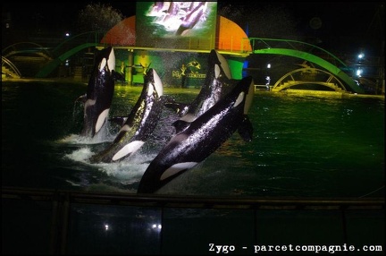 Marineland - Orques - Spectacle nocturne - 1785