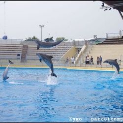 Marineland - Dauphins - Apprentissage