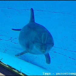 Marineland - Lagoon - Dauphins