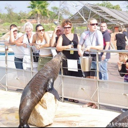 Marineland - Lagoon - Otaries