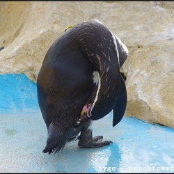 Marineland - Manchots - Humboldt - Portraits