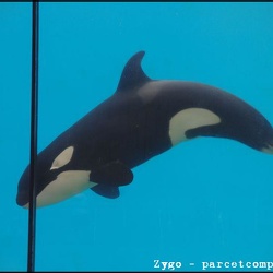 26 - Marineland - 25 Septembre 2011