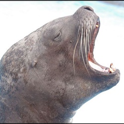 Marineland - Otaries - Portraits