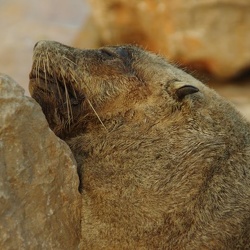 Marineland - Otaries - Portraits